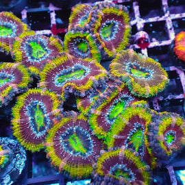 Psychedelic Acan