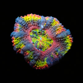 Rainbow Acan