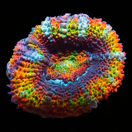 Rainbow acan