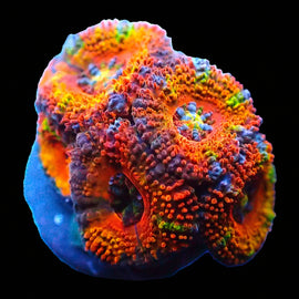 Ultra Acan