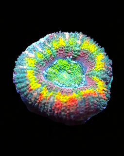 Ultra Rainbow Acan