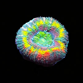 Ultra Rainbow Acan