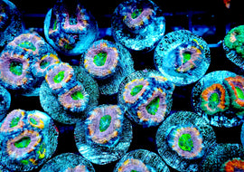 Ultra acans