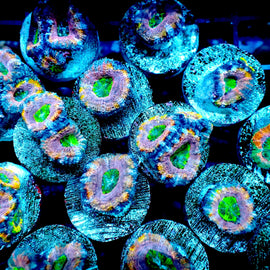 Ultra acans