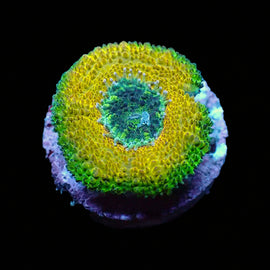 Ultra Acan