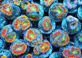 Bright Rainbow Acans
