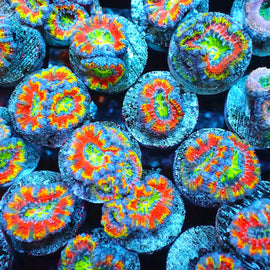 Bright Rainbow Acans