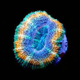 Purplelicious Ultra Acan