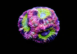 Laffy Taffy Asian Acan