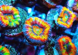 Rainbow Acan