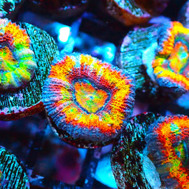 Rainbow Acan