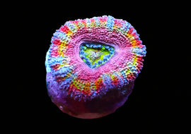 Rainbow Acan