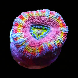 Rainbow Acan