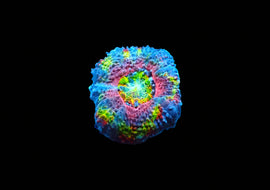 Premium Rainbow Acan