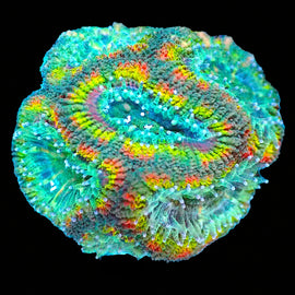 Rainbow Acan Large Frag