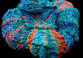 Rainbow Acanthophyllia