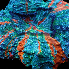 Rainbow Acanthophyllia