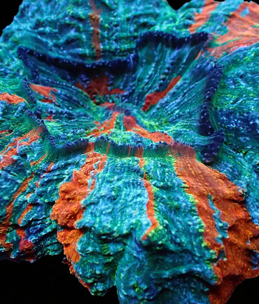 Rainbow Acanthophyllia