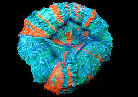 Rainbow Acanthophyllia