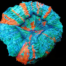 Rainbow Acanthophyllia
