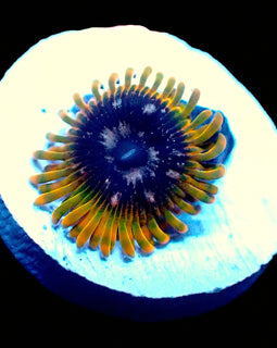 Acid Reflux Zoa