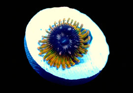 Acid Reflux Zoa