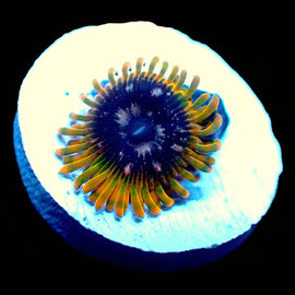 Acid Reflux Zoa