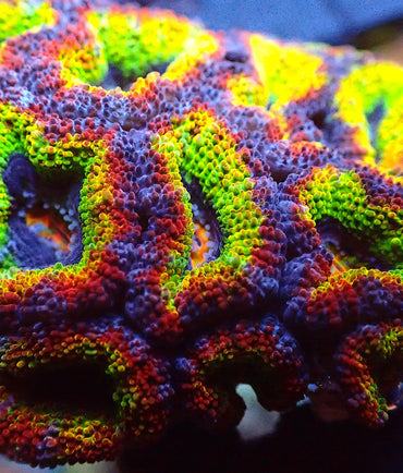 Acid Trip Rainbow Acan