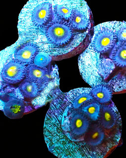 AOI Zoas