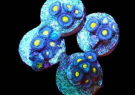 AOI Zoas
