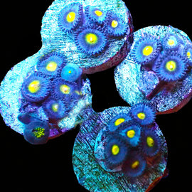 AOI Zoas