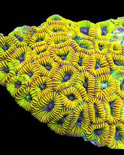 Yellow Aussie Favia Colony