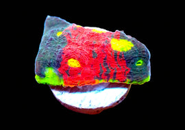 Supreme Rainbow Chalice Frag