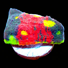 Supreme Rainbow Chalice Frag