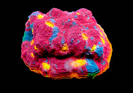 Rainbow chalice Mini Colonies