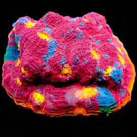 Rainbow chalice Mini Colonies