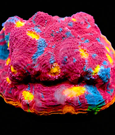 Rainbow chalice Mini Colonies