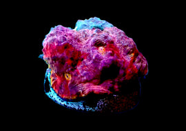 Pastel Rainbow Chalice mini colony