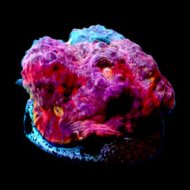 Pastel Rainbow Chalice mini colony