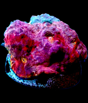 Pastel Rainbow Chalice mini colony