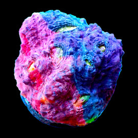 Pastel Rainbow Chalice mini colony