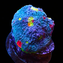 Rainbow Chalice large frag