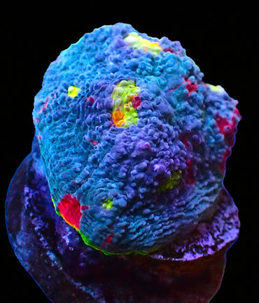 Rainbow Chalice large frag