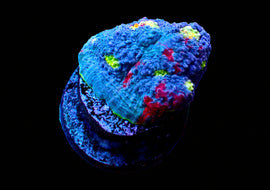 Rainbow Chalice large frag