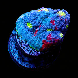 Rainbow Chalice large frag