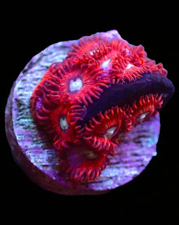 Charmander Zoas