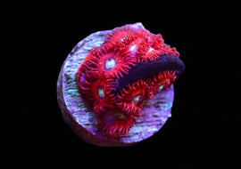 Charmander Zoas