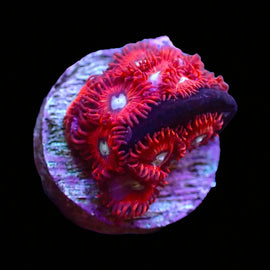 Charmander Zoas