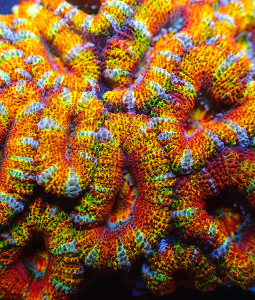 Rainbow Citrus Blast Acan