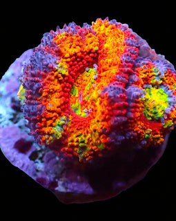 Rainbow Crush Acan